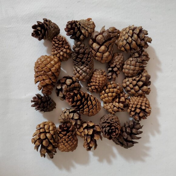 Natural Unscented Wooded Pinecones – Holiday Décor – Bag of (23) Pieces - Picture 3 of 4